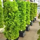 71xGUb1J3FL._AC_SX679_.webp